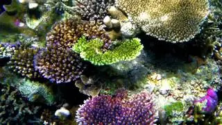 Snorkeling in Raja Ampat