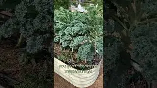 Garden Line's Skip Richter & Vego Garden
