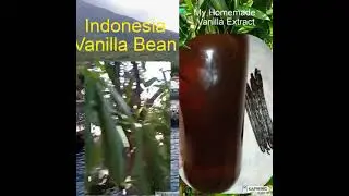 Vanilla Bean Thermomix Ice Cream Recipe