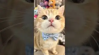 #PetLove #PetAdventures #PetParent #PetDaily #PetLife #PetJoy #PetVibes #PetInspiration #petlovers