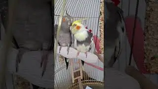😊  Гоша и Герда. Вместе навсегда.❤️&zwj;🔥#shorts #parrot #pets #birdslover #explore #music #romantic
