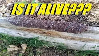 Strange Things In The Garden