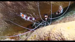 Belize Shrimp 2016