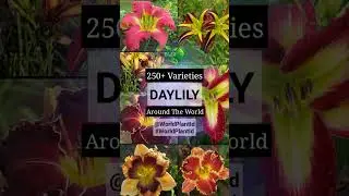 DAYLILY VARIETIES | (ind.) Bunga Day lily | WORLD PLANT ID (Cek Link on Description)