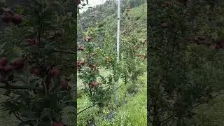 #himachalapple 🍏 🍎