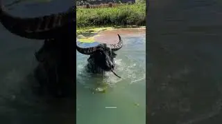 Crazy water buffalo