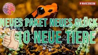 Neues Paket neues Gl&uuml;ck | Bens-Jungle.com #marcoboom