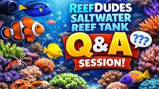 ReefDudes Live Saltwater Aquarium Reef Chat Q&A