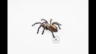 #15 RAPORT ROZMNOŻENIOWY NIEBIESKIEGO PAJĄKA Poecilotheria metallica + KONKURS - Arachnohobbia