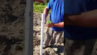 Vegetable planter