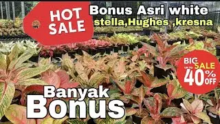 Aglaonema store Banjir Diskon ‼️Beli sekarang juga dapet Bonus ..eps.2.035