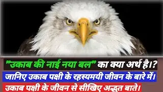 उकाब पक्षी के जीवन से सीखिए अद्भुत बाते।(जैसे यशा40:30-31,में लिखा है)learn from eagle #newvideolink