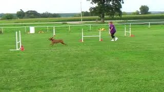 Jane & Echo - Novice Jumpers