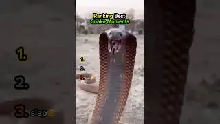 Рейтинг лучших моментов со змеями💀