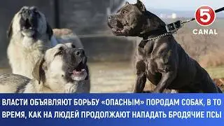 Власти объявляют борьбу «опасным» породам собак, в то время, как продолжают нападать бродячие псы