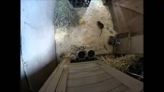 Rat in the rabbit shed