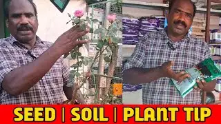 Easy rose plant care | Healthy rose plant | Beginners tip