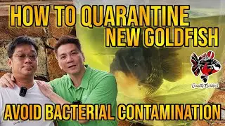 HOW TO QUARANTINE NEW GOLDFISH AVOID BACTERIAL CONTAMINATION ‼️