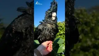 black cockatoo australia.   #parrot #cockatoo #tiktok