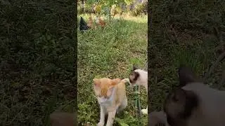 Красавчик Петух и его подружки#петух #cat #парагвай