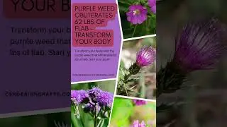 Purple Weed Obliterates 62 lbs of Flab - Transform Your Body!