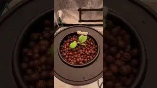 When DWC Hydroponic System meets Mars Hydro iHub Pro...