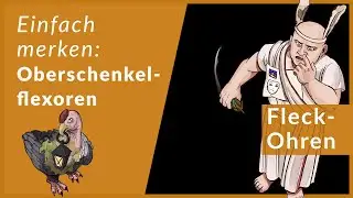 Oberschenkelflexoren schnell lernen | Eselsbr&uuml;cken f&uuml;r Anatomie