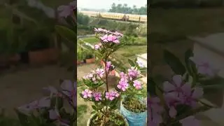 Evergreen flowers. #plants #shorts #shortvideo