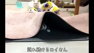 【保護猫】猫同士の仲良しかくれんぼ #猫 #cat 