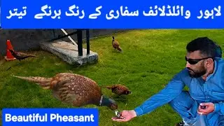 Most Beautiful Birds Pheasants and  Bobwhite Quail | Lahore Safari Zoo | Nature by Shakaib 