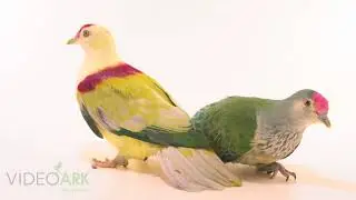 Two many-colored fruit doves (Ptilinopus perousii) at the the Toledo Zoo.