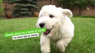 Dog Rocks