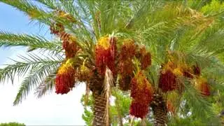 قصة الصحابي ابو الدحداح/قصص حدثت في زمن النبي والصحابة 09