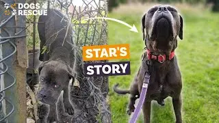 Star's Story | The Rescue Lottery by Dogs 4 Rescue