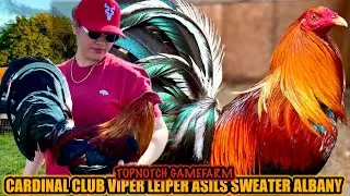 Cardinal Club Viper Leiper Asils Sweater Albany ~ TOPNOTCH GAMEFARM