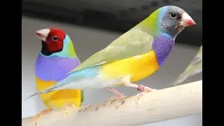 Bird Focus - Gouldian Finches and Why I Love Them