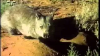O Gato Zap - TV Cultura