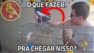 CANÁRIO BRANCO DOMINANTE! COMO REPRODUZIR? #passaro #canariljwc #canaril #canário #aves