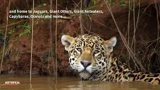 Brazil's Pantanal with Neotropical Nature & Birding Trips