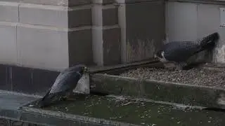 Start of Nest Ledge Display (3-22-22)