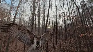 Ruby and Flare Squirrel Hunting. Falconry With Red-tailed Hawks