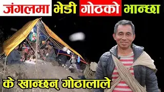 डरलाग्दो जंगलमा भेडी गोठको भान्छा ! ५ सय भेडा पाल्ने गोठालाले गोठमा के खान्छन् ?│Nepal Chitra