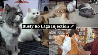 Mausi Ne Bheji Treat😽 Rusty Ko Lga Injection 💉 🙀 #cat #meowmate #catvlogs #youtubevideo #viralvideo