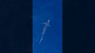 My most spectacular encounter to date: a blue marlin