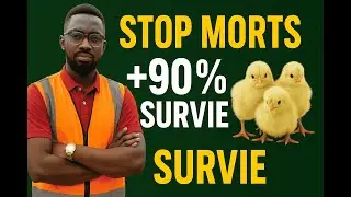 Comment r&eacute;duire la MORTALITE des POUSSINS pendant les 4 premi&egrave;res semaines Part 1
