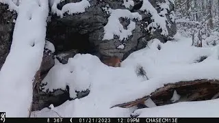 Maine bobcat escapes Coyote