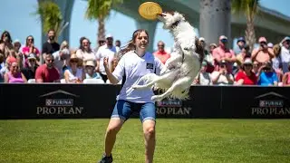 Tesla at Incredible Dog Challenge