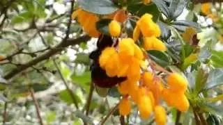 Red tailed Bumblebee in flight - Hunangsfluga - Bjarnaber - Darwinsbroddur - Gul bl&oacute;m