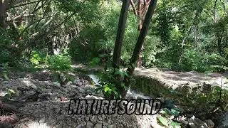 Peaceful Nature Sounds #jungle #relaxing #nature 