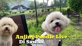 JOY POODLE is live!